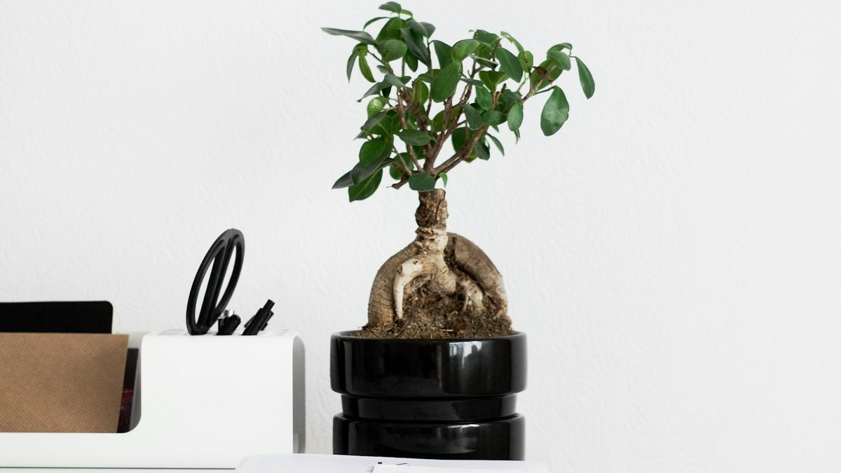 観葉植物と眼鏡